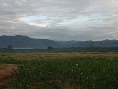 Morgenstimmung auf dem Weg nach Kodaikanal